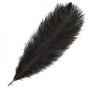 Pluma de Avestruz Negra